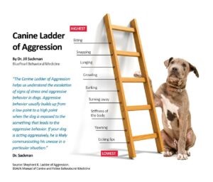 Image of a medium sized terroir sitting with its paw resting on the rung of a wooden ladder representing the "Canine Ladder of Aggression" concept authored by Dr. Jill Sackman.