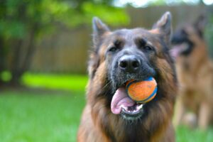 German Shepard holding an orange tennis ball in his mouth