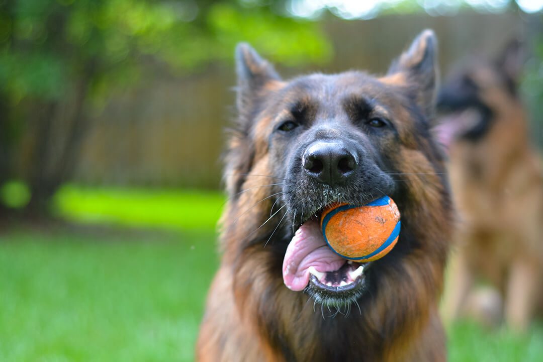 Long haired german shepherd dog has a ball in its mouth.