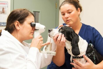 One veterinarian holds a black and white dog while an ophthalmologist examines its eyes.