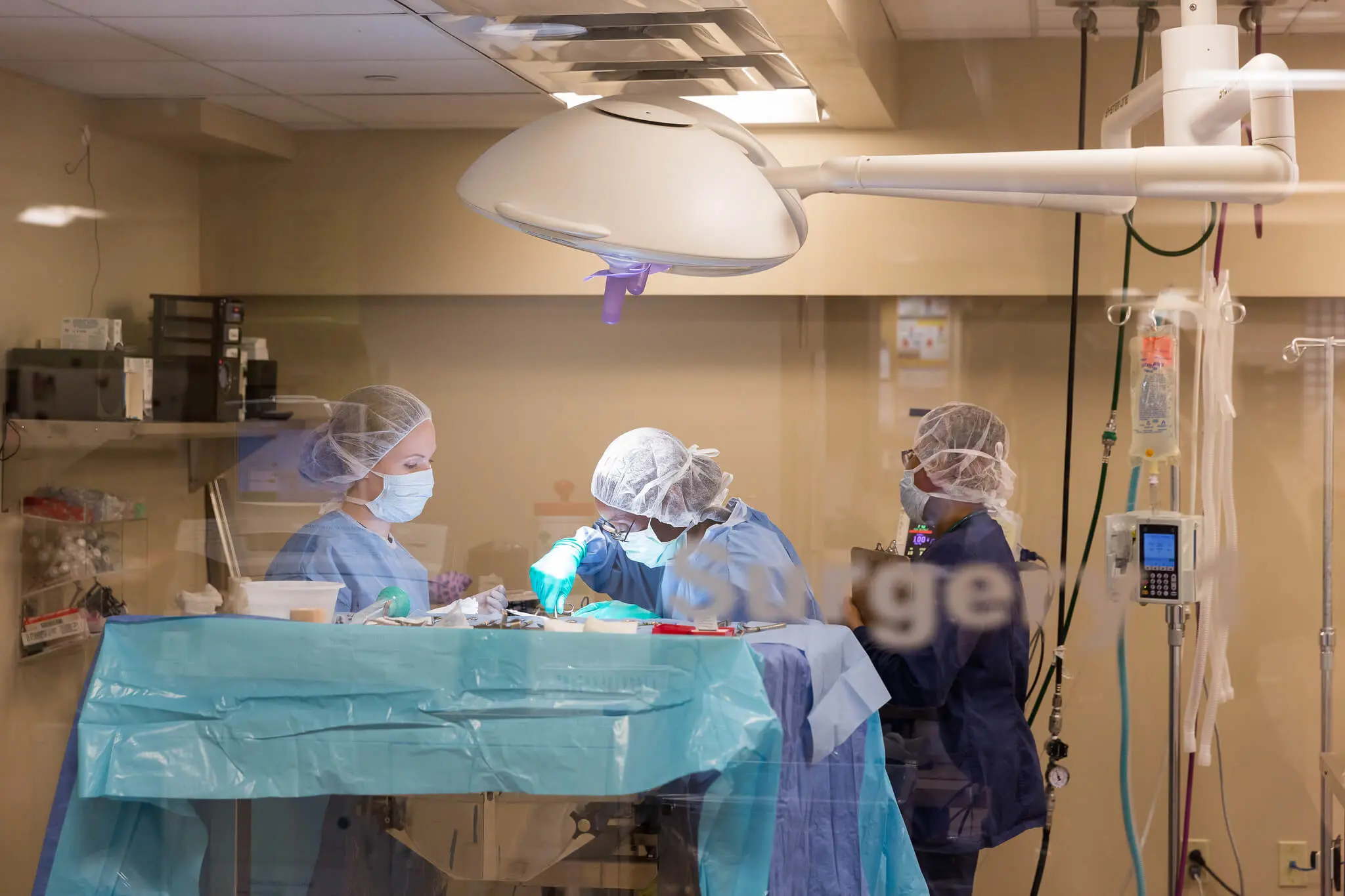 A team of veterinarians prepare tools in a surgery suite.