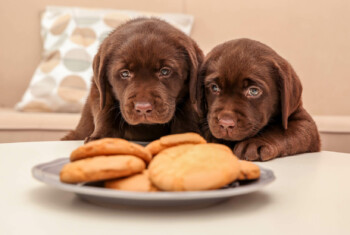 Two chocolate Labrador puppies look at a plate of cookies.