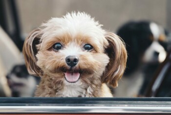 A cute brown dog looks out the car window.