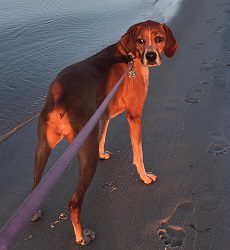 Image of Tybee getting walked along the beach.