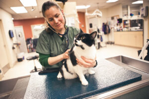 A veterinarian is smiling while examining a cat with a stethoscope.