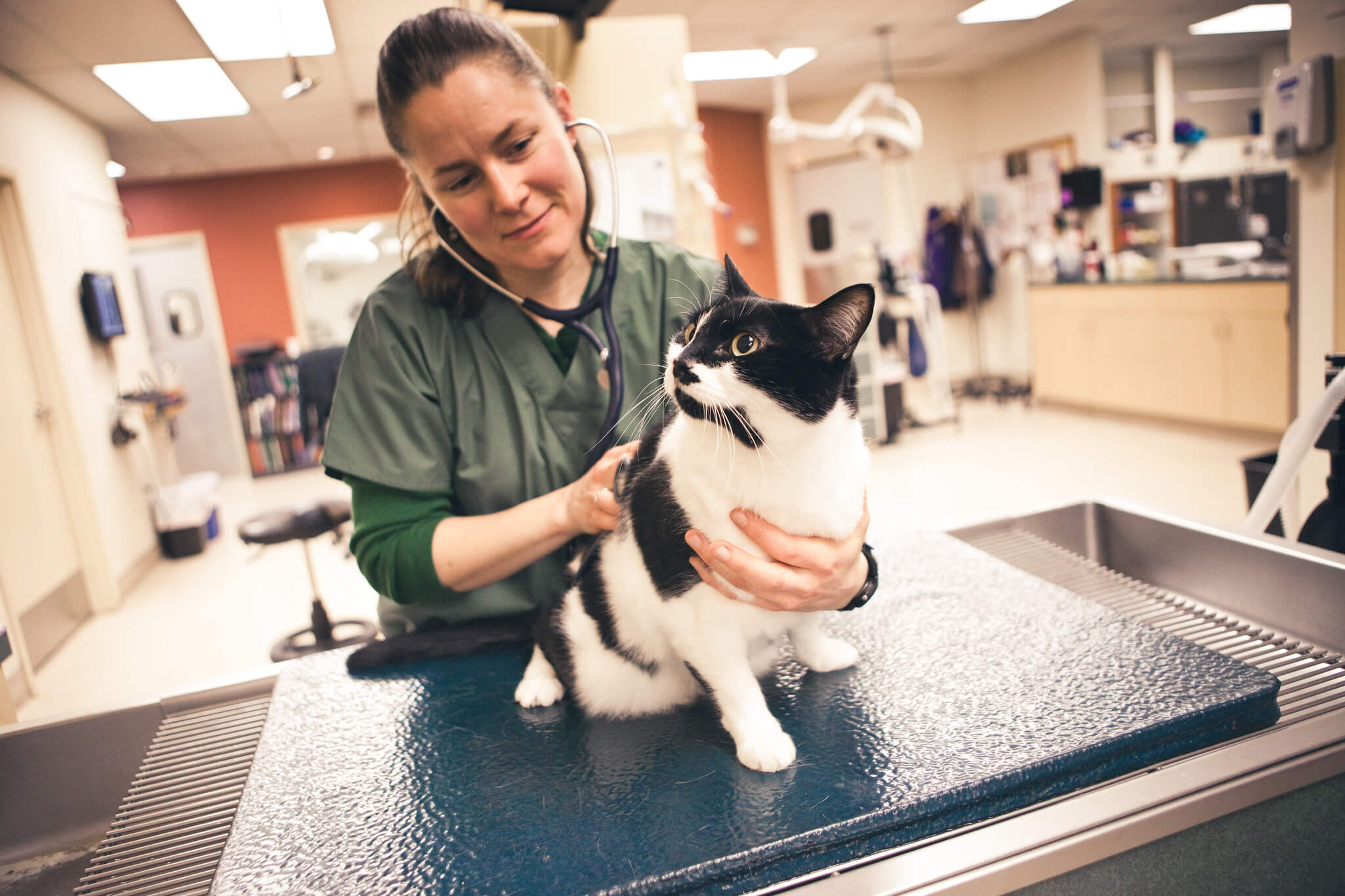 A female veterinarian listens to a black and white cat's heart with a stethoscope.