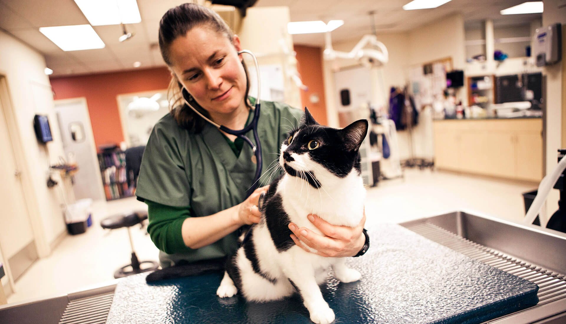 A female veterinarian listens to a black and white cat's heartbeat with a stethoscope.