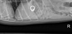 An X-ray shows a wedding ring in a dog's stomach.
