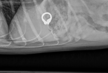 An x-ray shows a wedding ring in a pet's stomach.