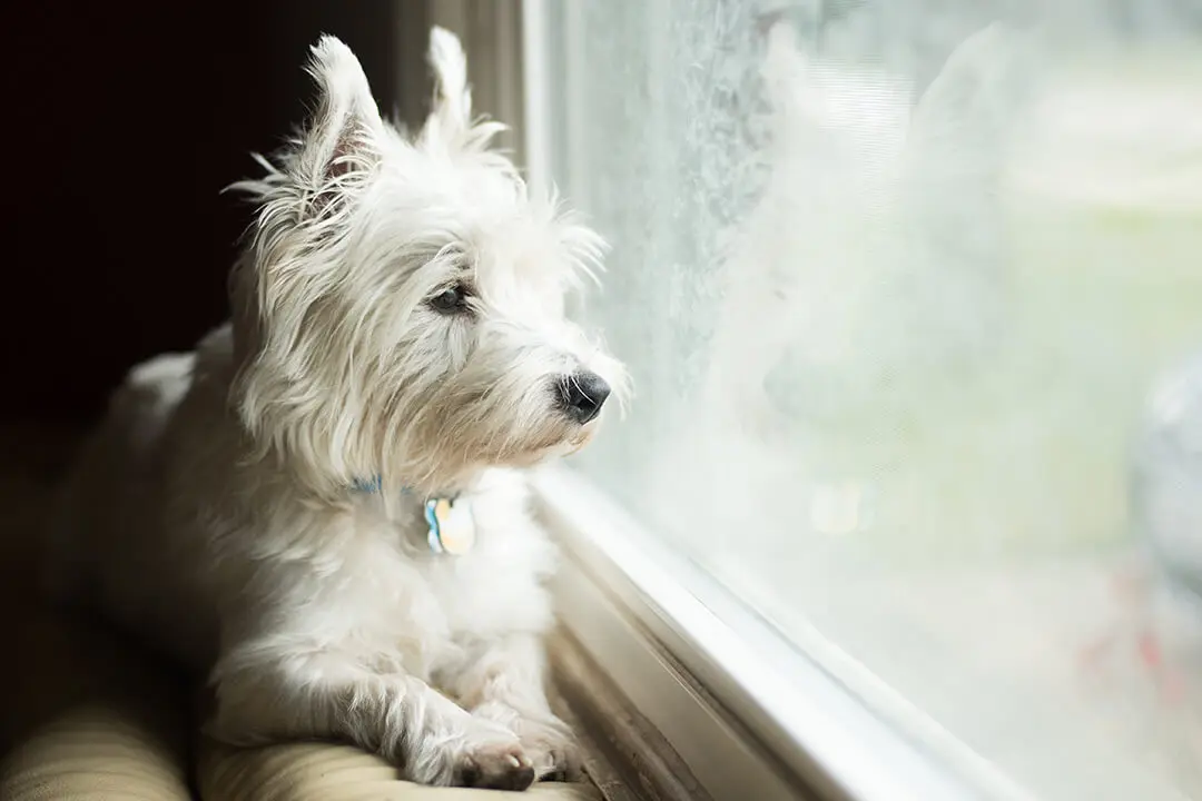 West Highland White Terrier looks out the window.