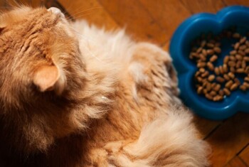 An orange cat sits next to blue food bowl.