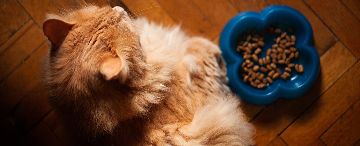 Best food for cat with best sale liver disease