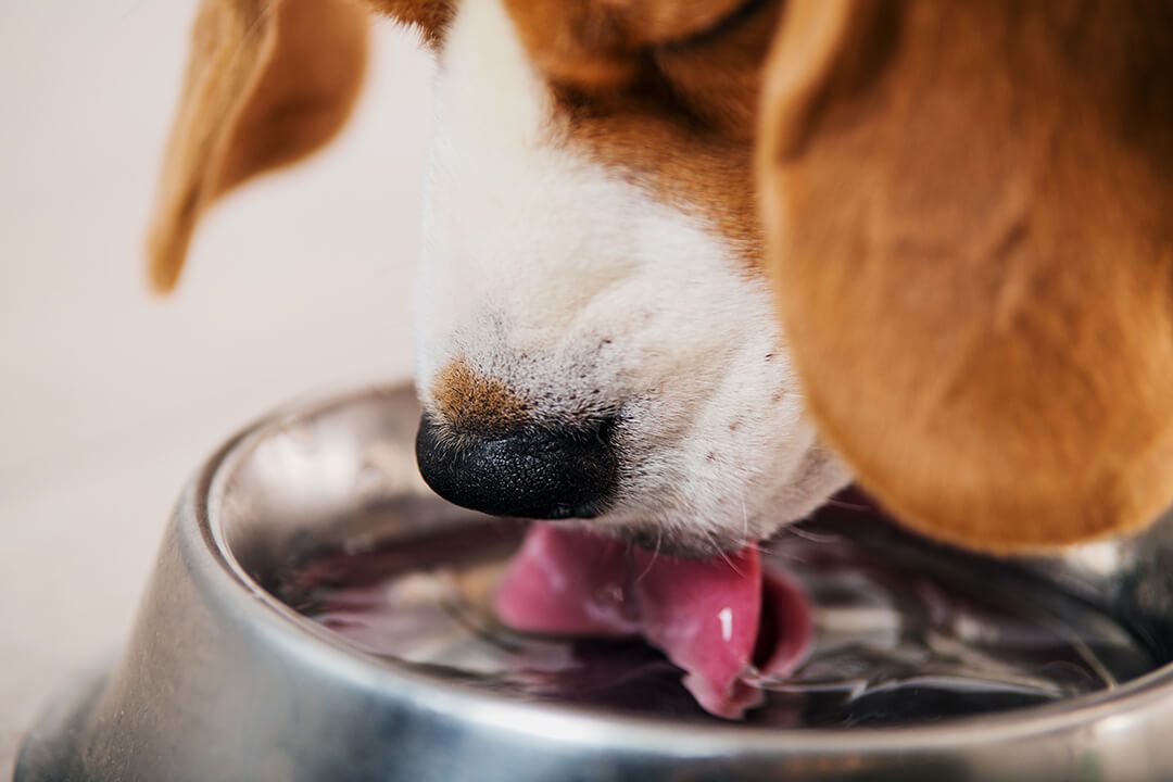 A close-up shot of a dog drinking water from a pet bowl.