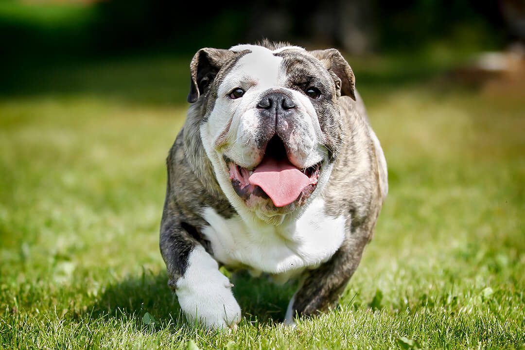 An overweight bulldog sits in the grass.