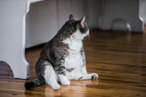 A tan and white cat sits with its belly sticking out.