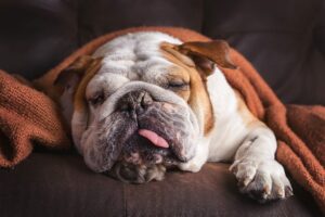 dog nausea treatment