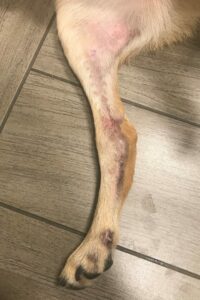puppy's injured leg 10 weeks after injury is healing.