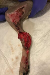 Canine leg injury on day 7.