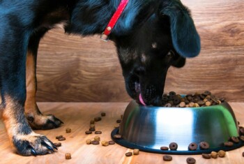dog eats food from dog bowl