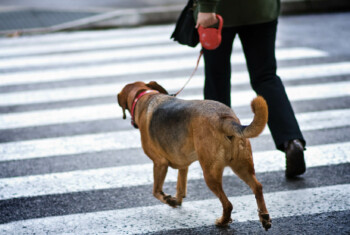dog with owner walk across cross-walk