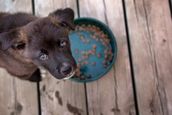 puppy looks up from food dish