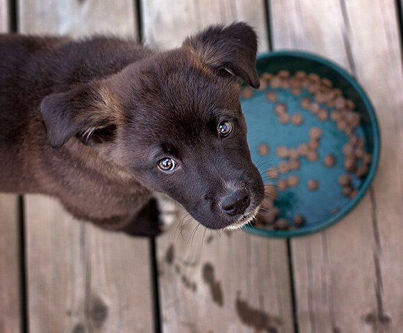 puppy looks up from food dish