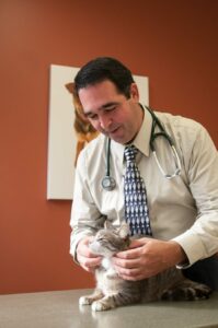 A male vet examines a grey and white cat.