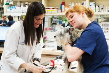 Two female veterinarians care for a medium-sized grey dog.