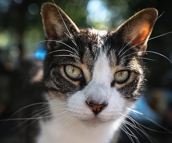 fatty lump on cats chest