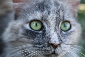 A long-haired grey cat stares ahead with green eyes.
