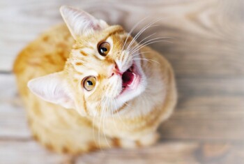 An orange tabby looks up and smiles with mouth open.