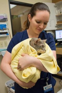 Female vet holds grey cat in a yellow towel.