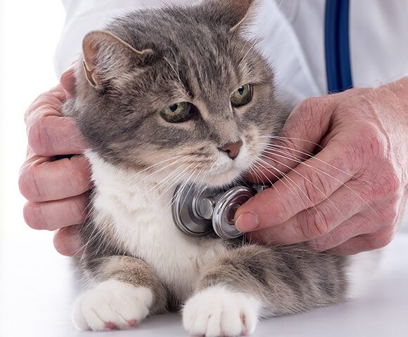 Cat Asthma Feline Bronchitis Bluepearl Pet Hospital