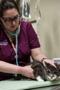 A female vet listens to a grey cat's heartbeat.