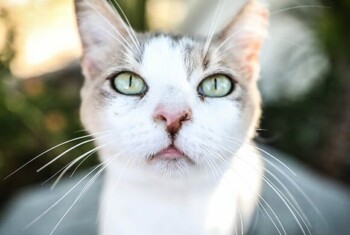 White and brown cat with green eyes looks up.