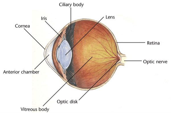 Diagram of an eye exterior and interior.