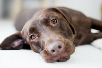 A big chocolate lab lays on a white bed.