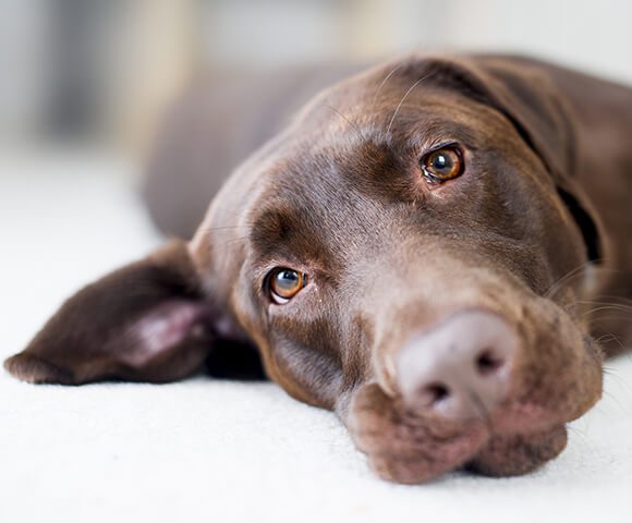 bone sticking out of dog's tail