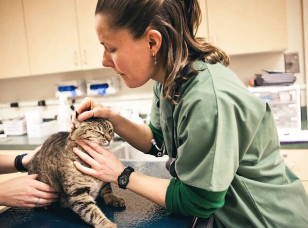 A veterinarian examines a brown tabby cat's ear.