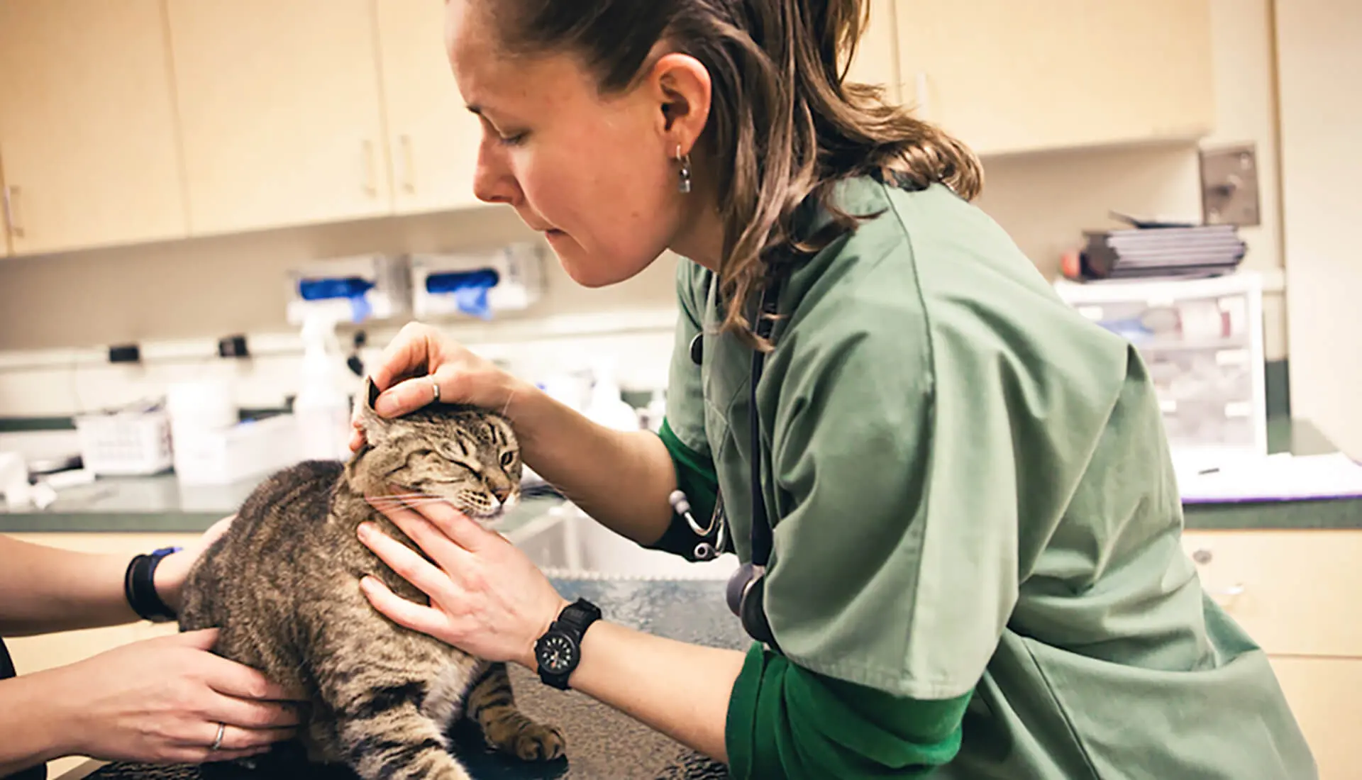 A female vet checks a tabby cat's ear.