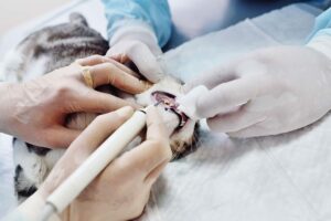 Two sets of hands hold a cat's face to examine the teeth.