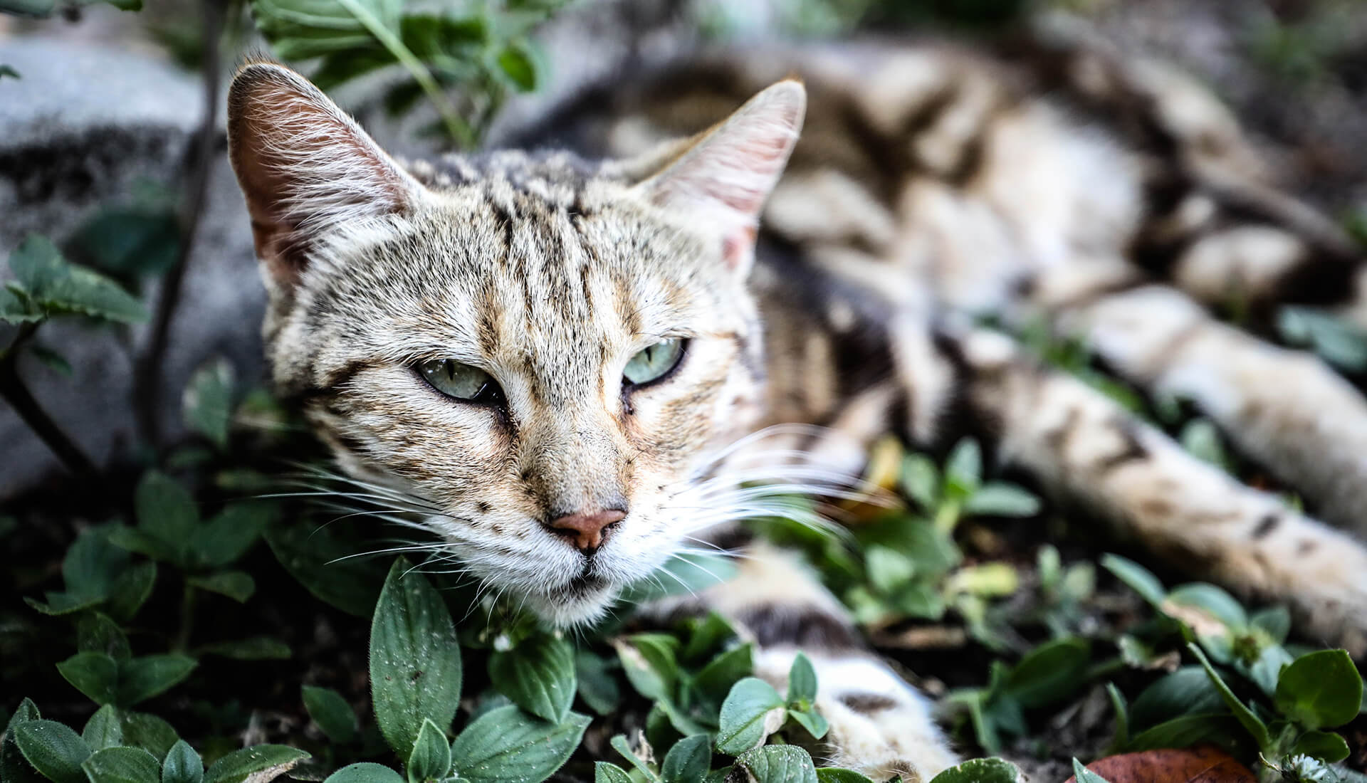 Understanding Feline Herpesvirus (FHV) And How It Affects, 57% OFF