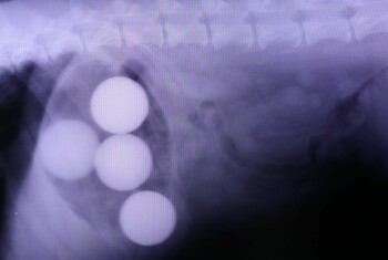 An x-ray shows four golf balls in a dog's stomach.