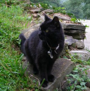 A black cat sits outside on a rock.