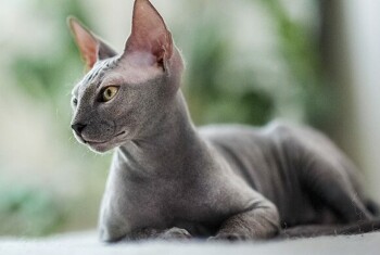 A grey Siamese cat sits outside.