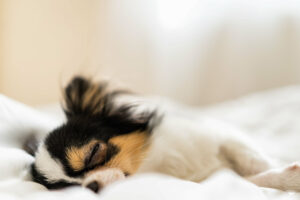 Small chihuahua sleeps on a bed.