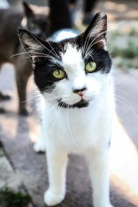 A black and white cat with green eyes stands outside.