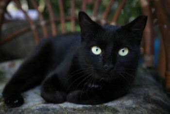 A black cat with green eyes sits on a chair outside.