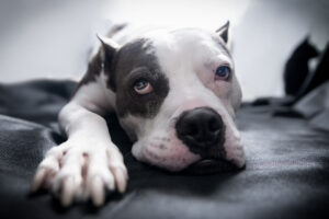 black and white bull terrier lays on black blanket