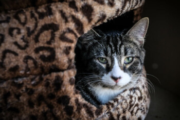 Striped cat sits in leopard print cat bed.